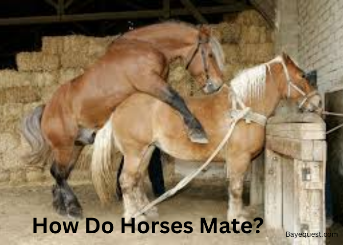 Observing Up Close Horses Mating: Key Behaviors.