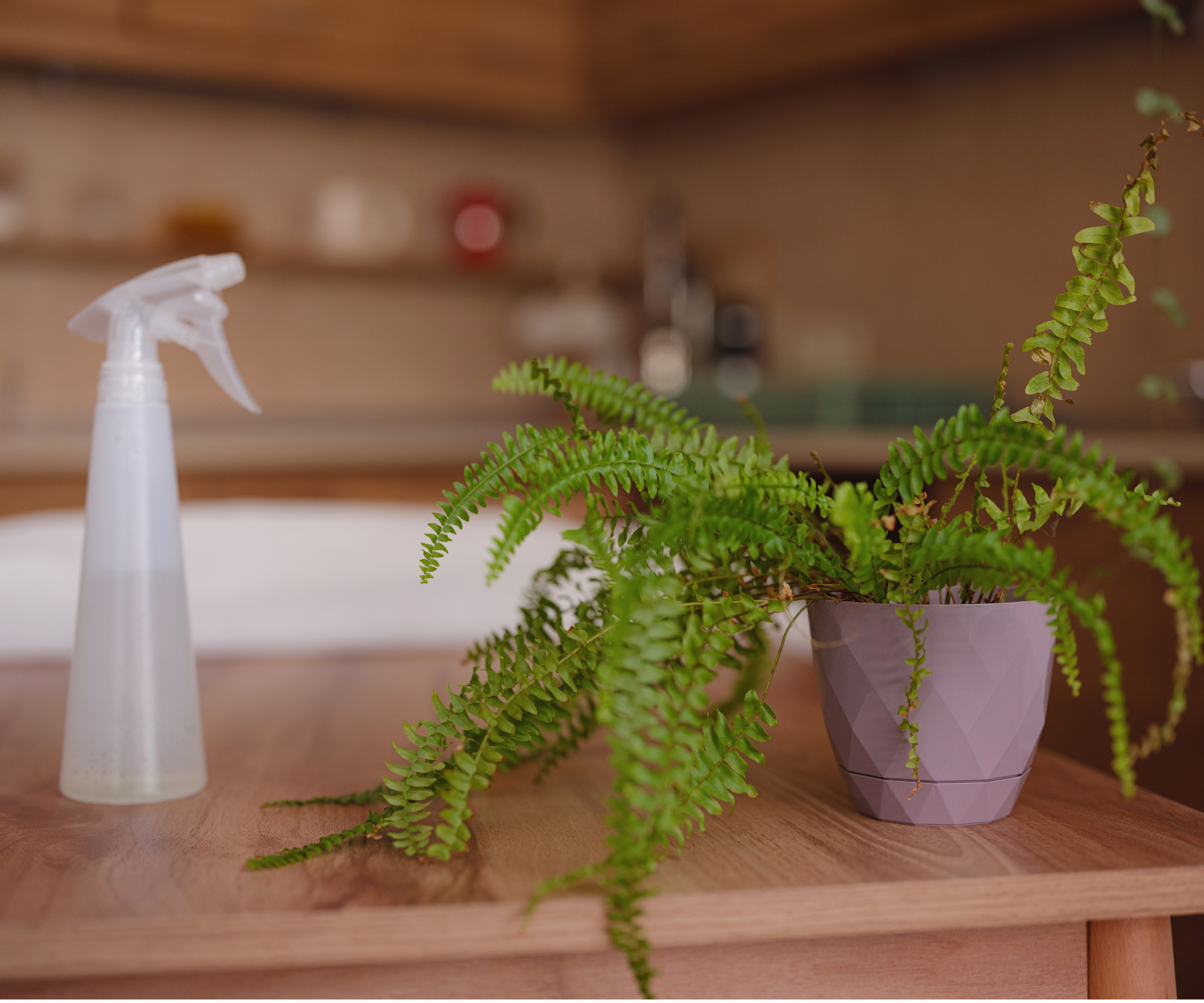 Learn how to revive ferns at home! Quick tricks for anyone with a struggling houseplant.