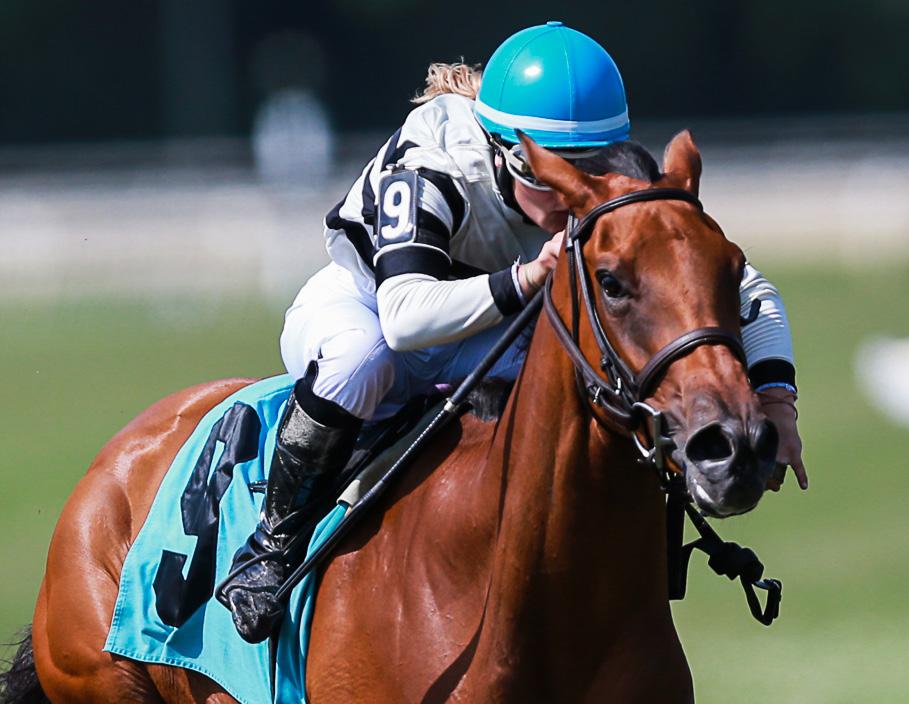 Best way to experience Tampa Derby (Plan ahead for ultimate fun at this popular horse race)