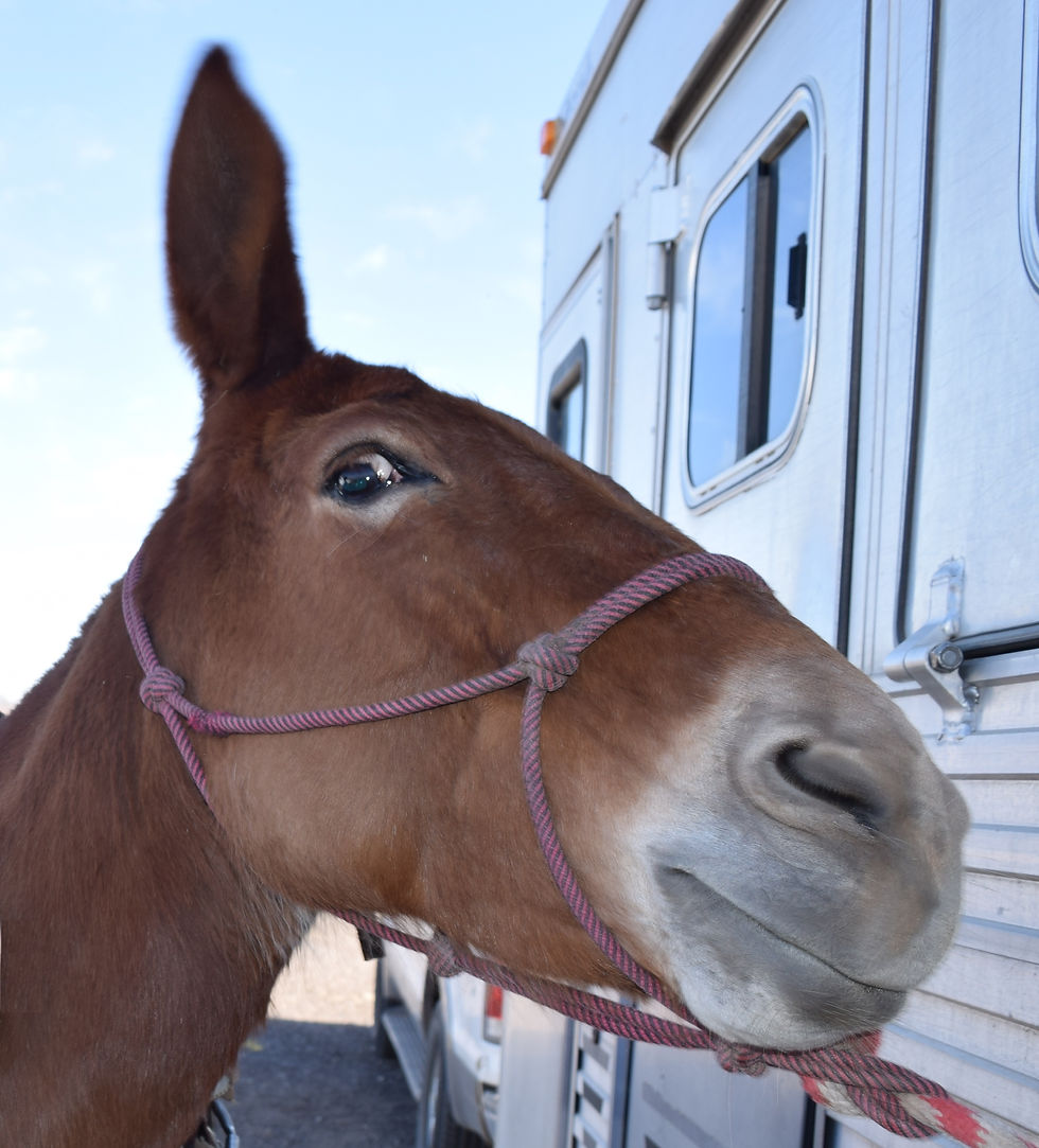 How fast can a mule run on average? We break down their usual running speed and endurance.