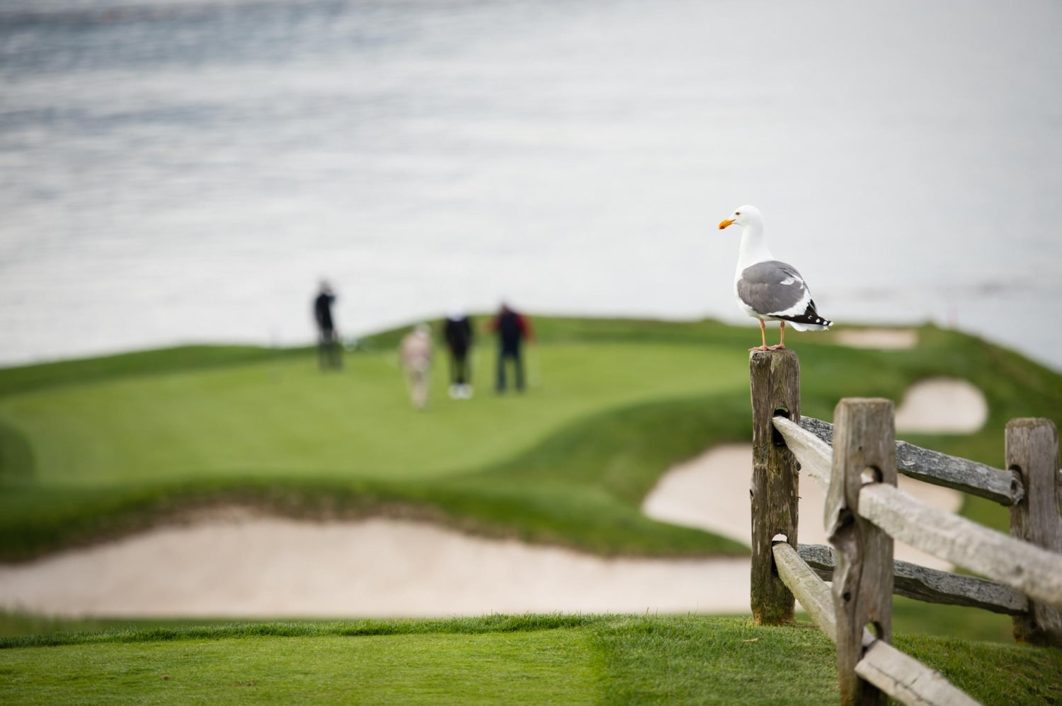 Why are golf trips ireland so popular? Experience unforgettable links courses and true Irish charm.