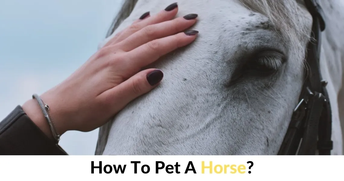 So, where do horses like to be petted for comfort? Understand their preferences with these simple, friendly tips.