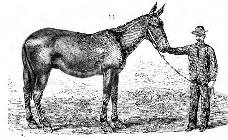 How fast can a mule run on average? We break down their usual running speed and endurance.