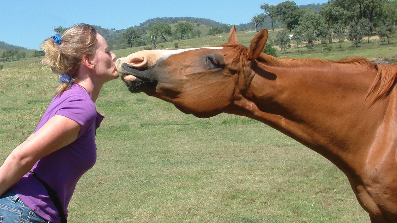 Training your red stallions effectively (Key strategies to help you build a wonderful bond with your horse)