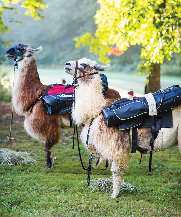Alpaca Golf Caddy Explained Why Golfers Love This Brand