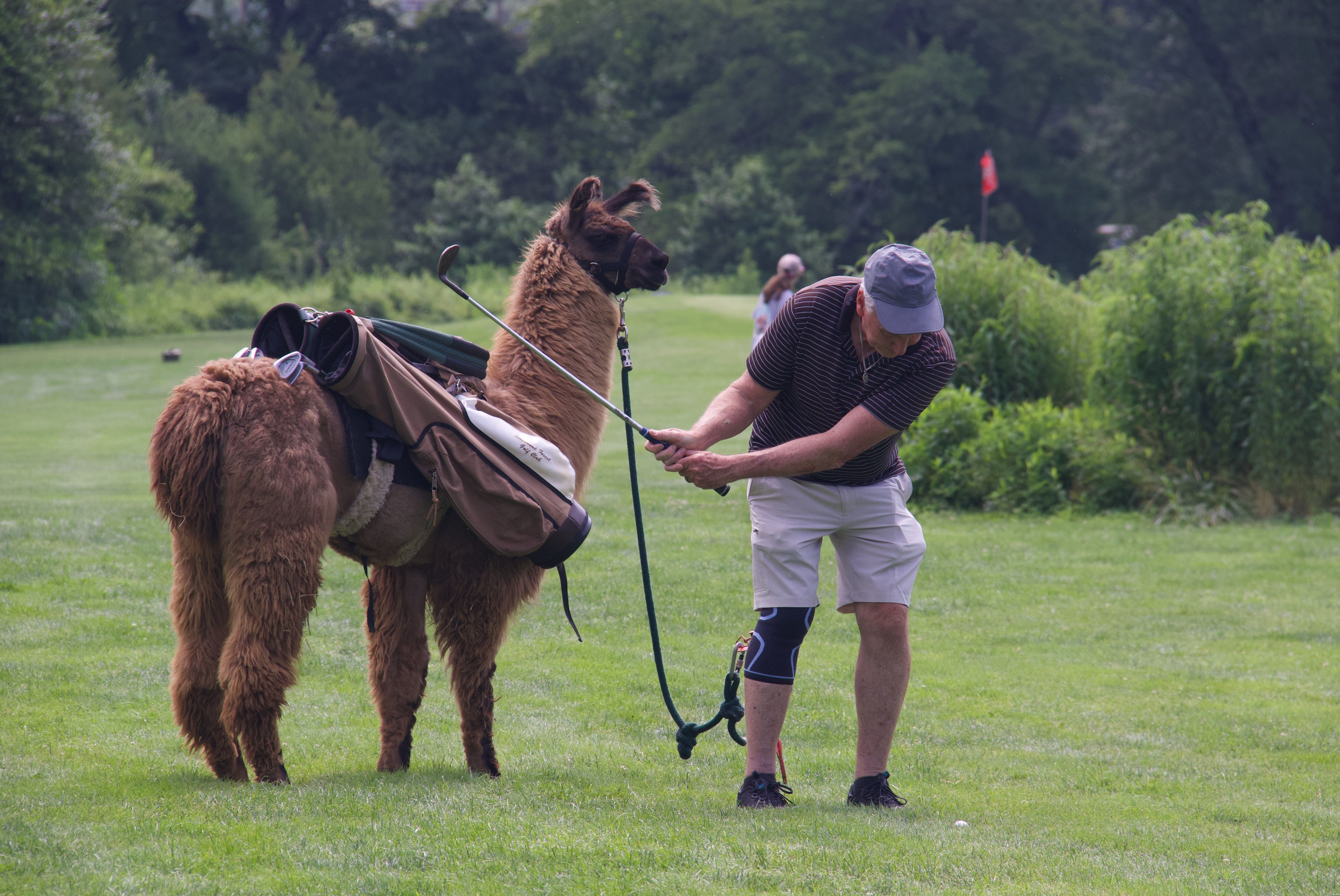 Alpaca Golf Caddy Explained Why Golfers Love This Brand