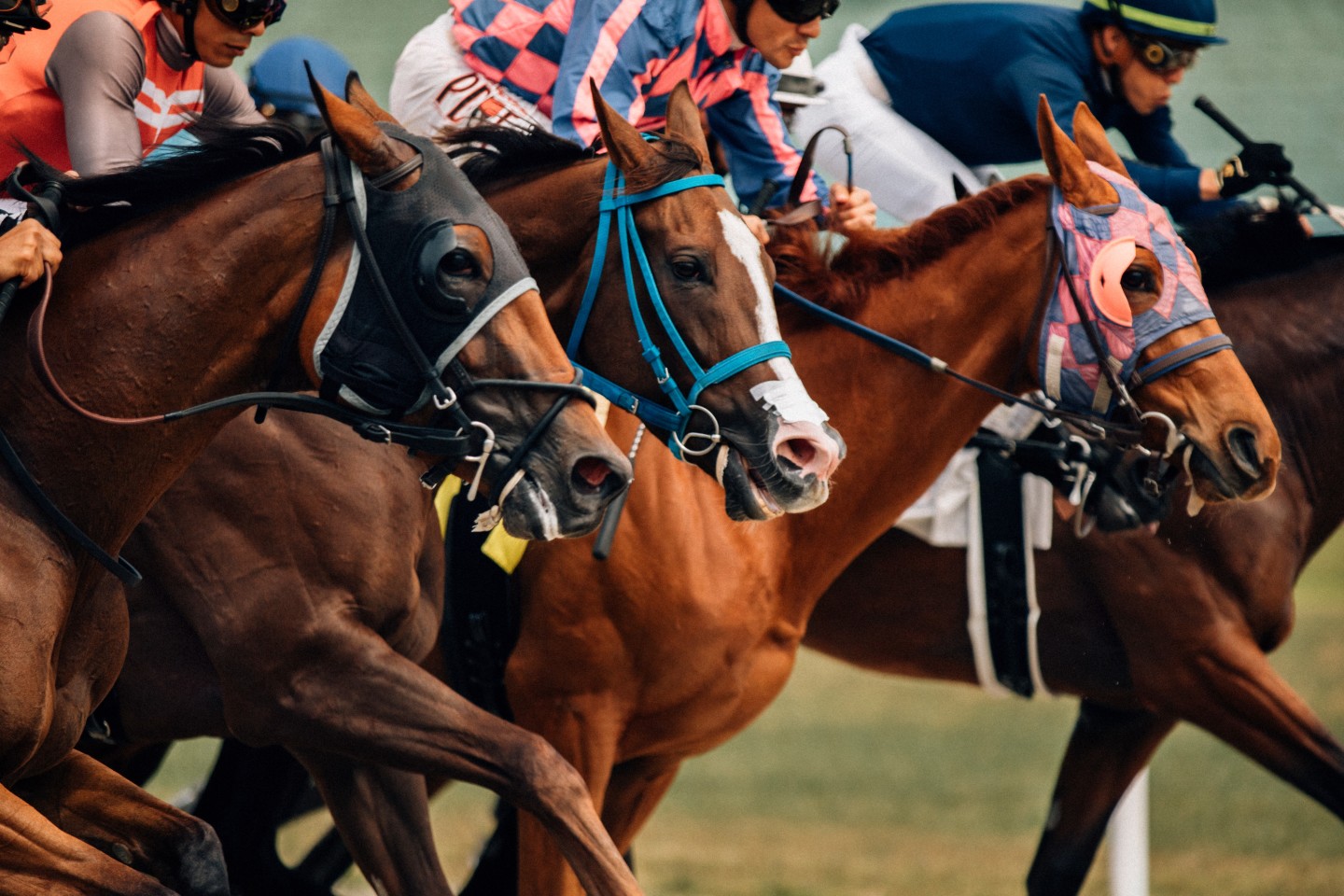 Portland OR horse racing how to enjoy? Find top spots and insider tips now.