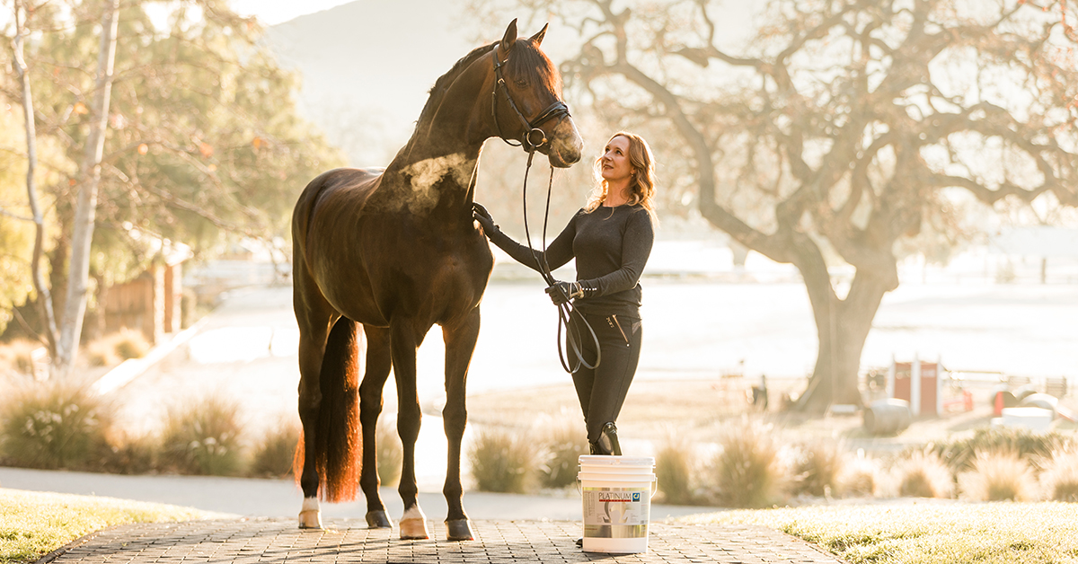 Training a winter stallion in winter – Simple steps for success every time.