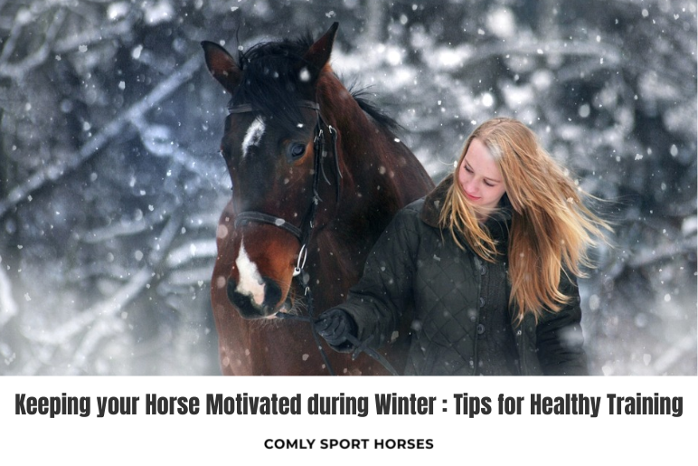 Training a winter stallion in winter – Simple steps for success every time.