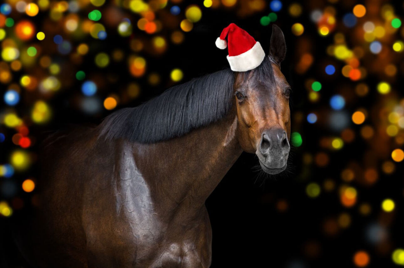 Christmas Horses Gifts Discover The Perfect Presents For Your Equine Friend