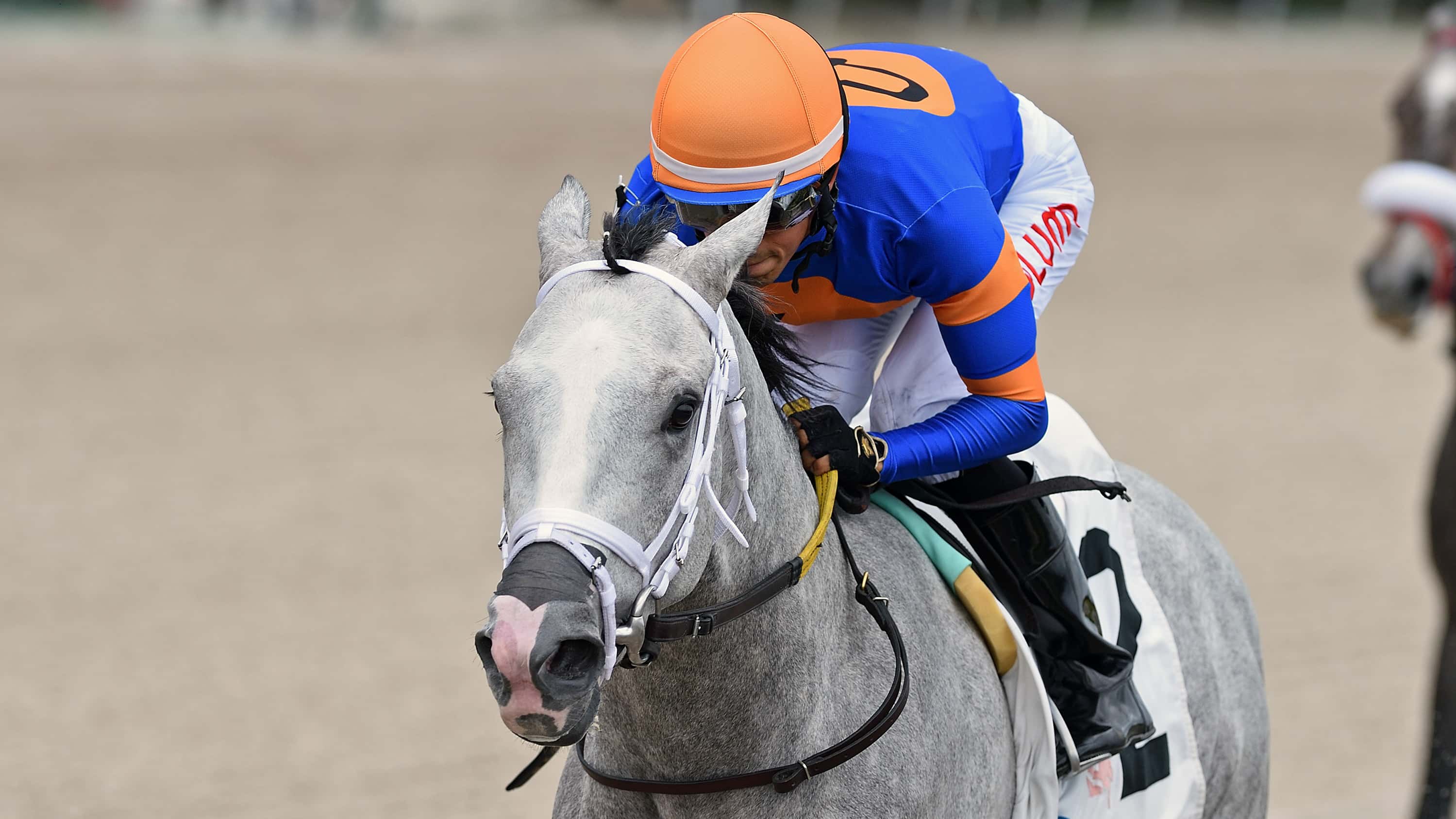 Best Ways to Get Gulfstream Park Horse Racing Results Quickly This Week