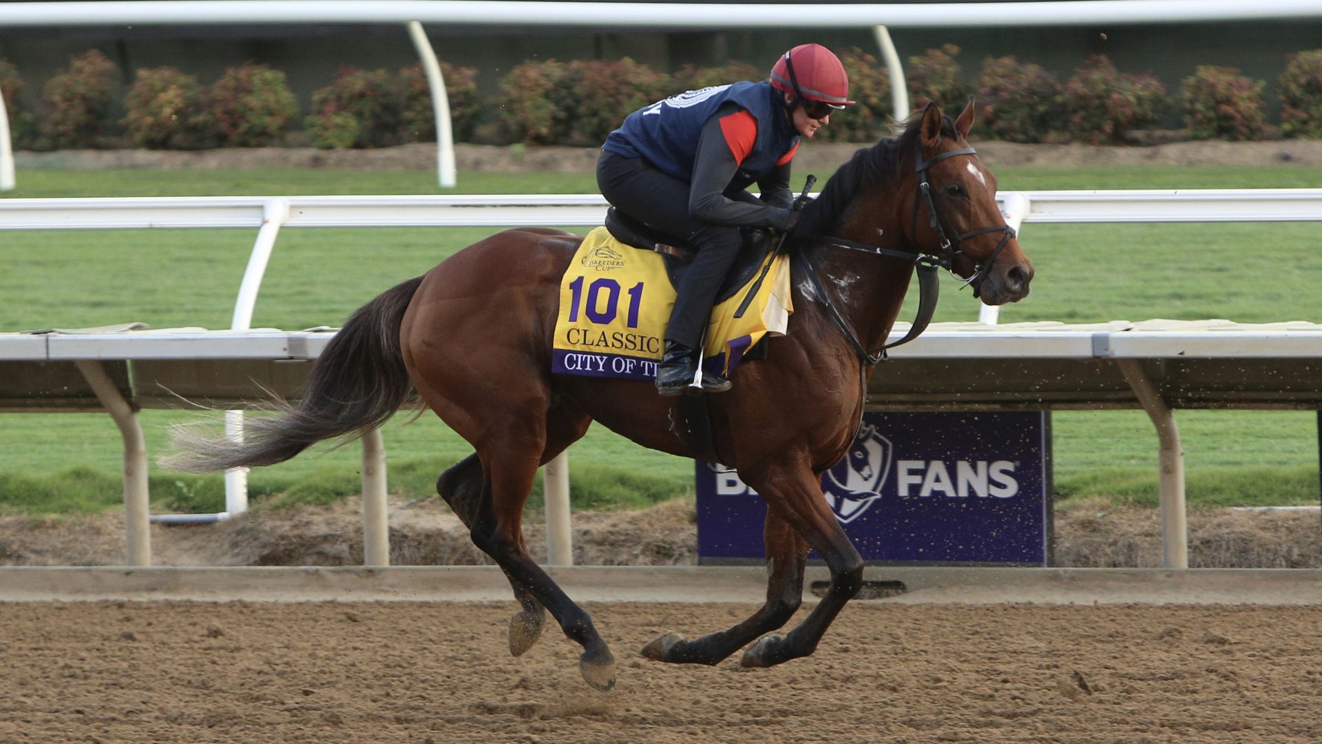 Where Is The Breeders Cup Run Held? Easy Guide To Watch It Live