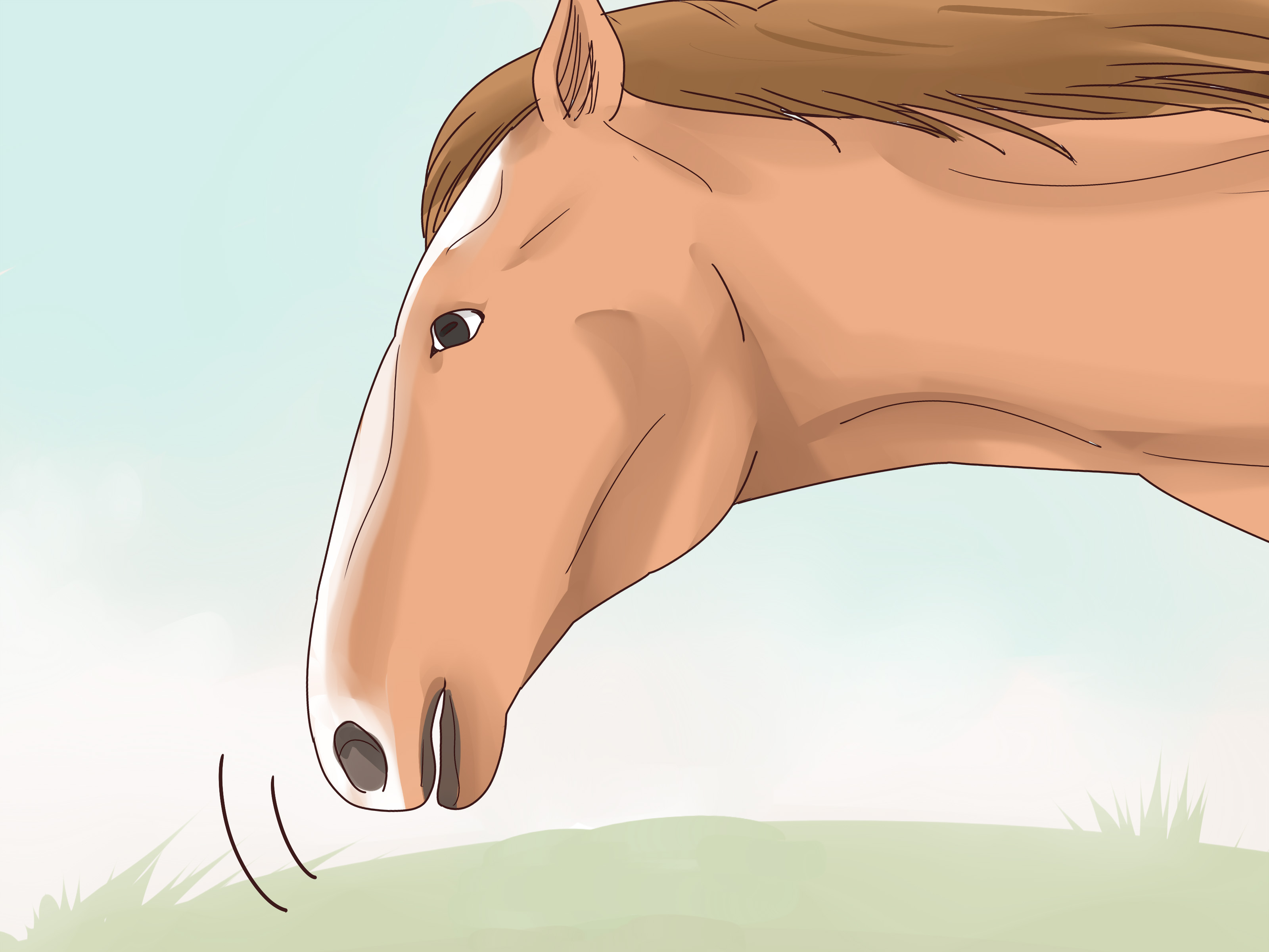 Horse Talker Training Guide | Learn Simple Methods for Horse Talk