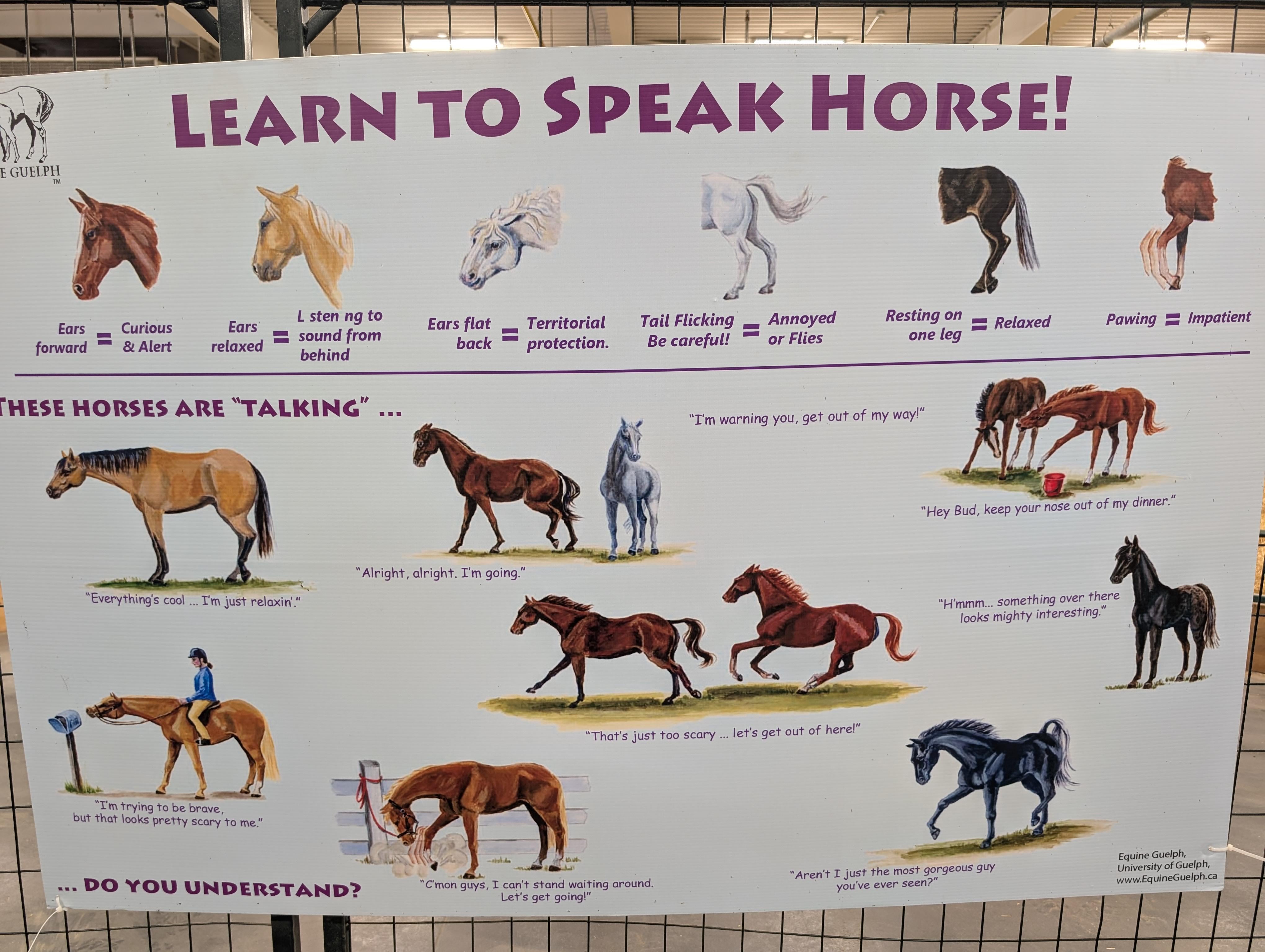 Horse Talker Training Guide | Learn Simple Methods for Horse Talk