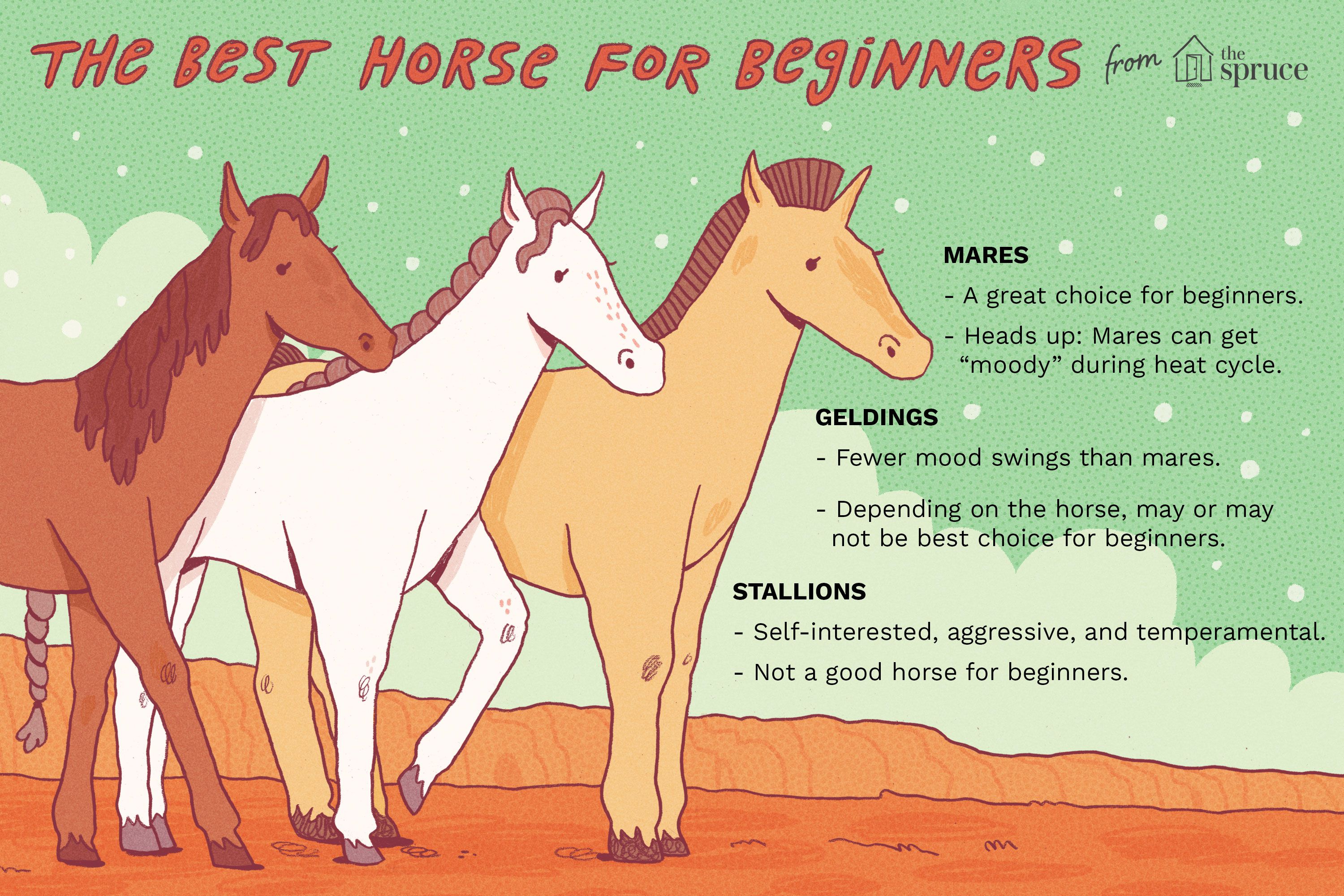 Temperament differences: gelding vs stallion which is calmer?