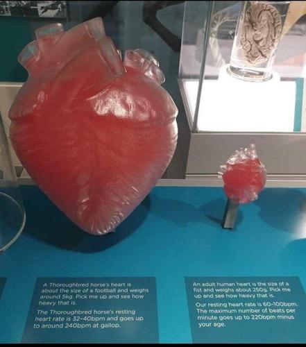 Horse Heart vs Human Heart Key Differences Explained in Simple Terms