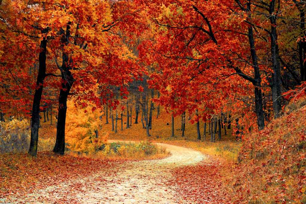 Where To Find Stunning Autumn Illustrations Top 5 Sources You Need