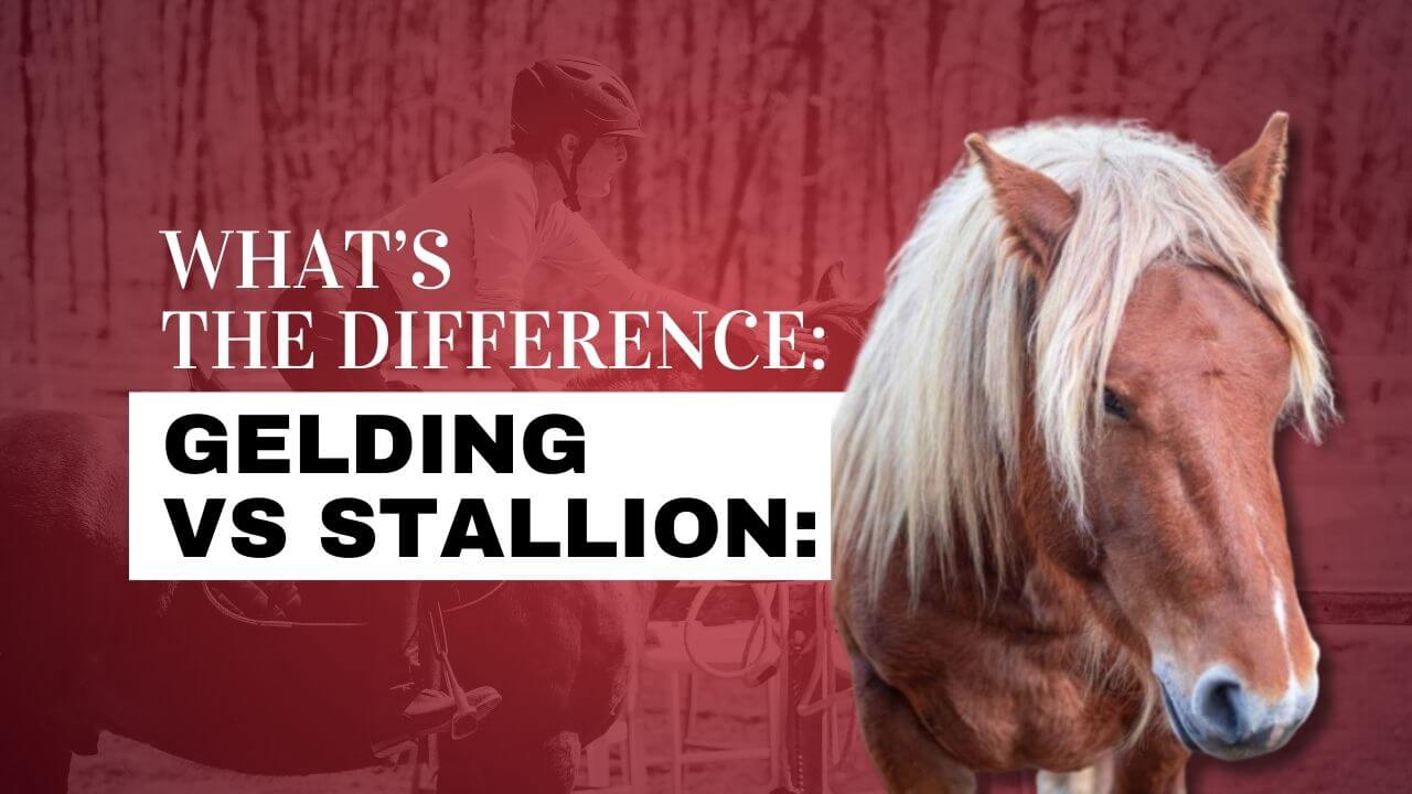 Temperament differences: gelding vs stallion which is calmer?