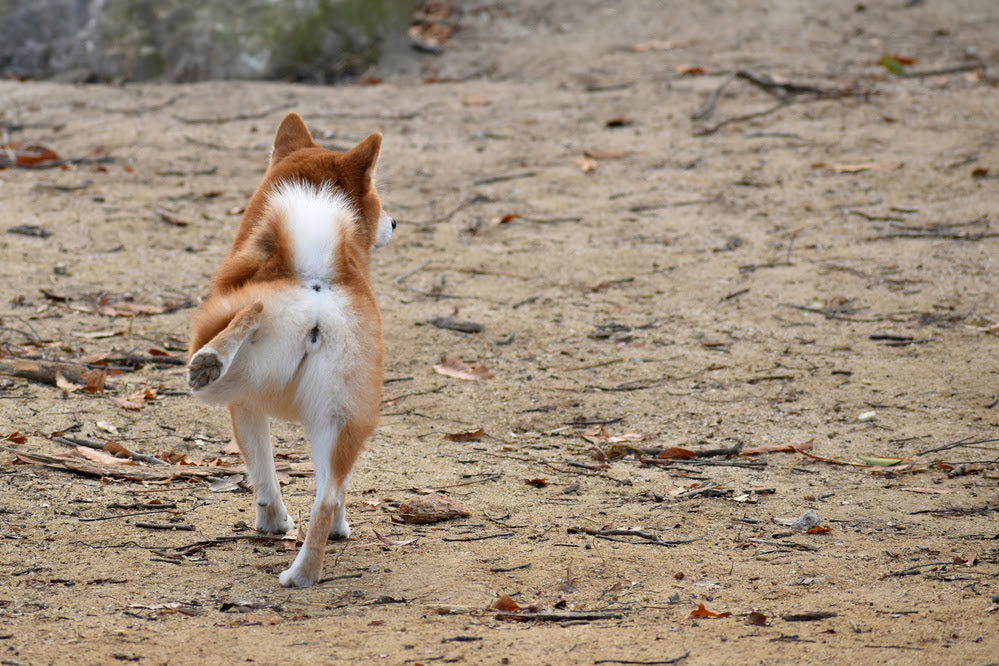 Why does my dog kick his back legs randomly? Find out expert tips for preventing this issue!