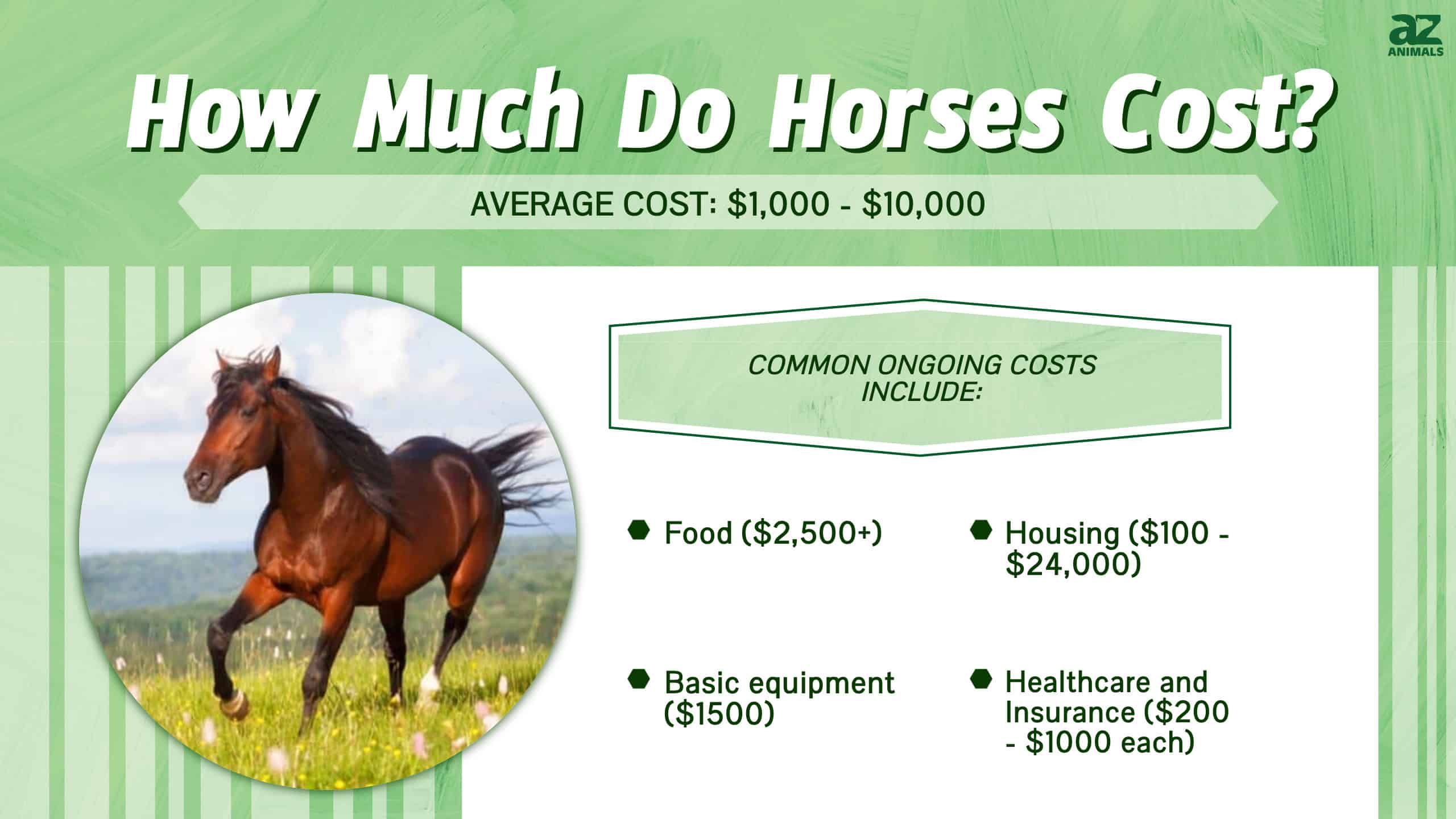 how much for a thoroughbred horse and how to save money