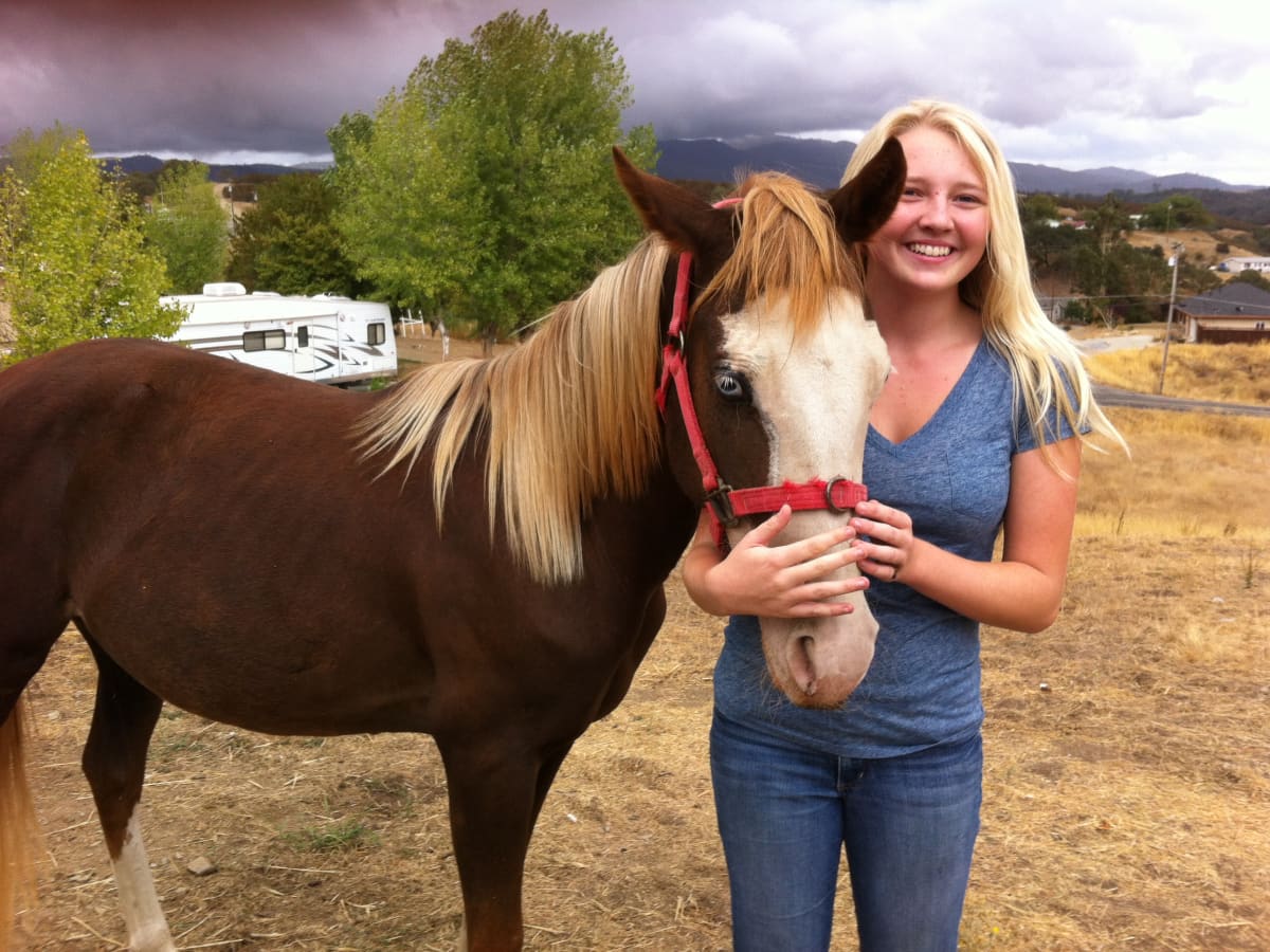 How to Train Fillies Horses: Easy Beginner Tips for Success!