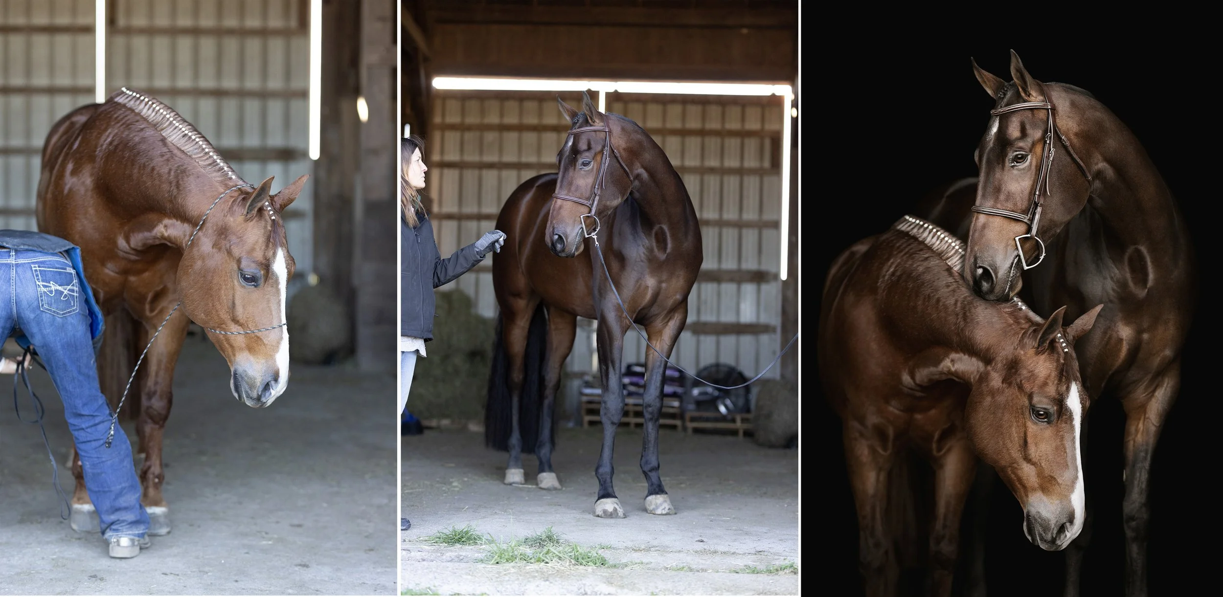 Copper Stallion Photography Effects Show Before After Samples