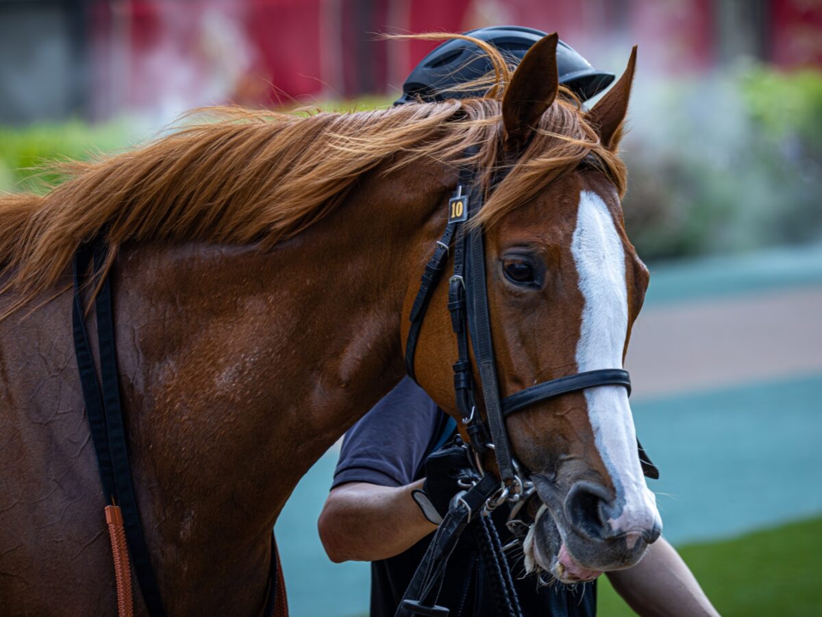 how much for a thoroughbred horse and how to save money