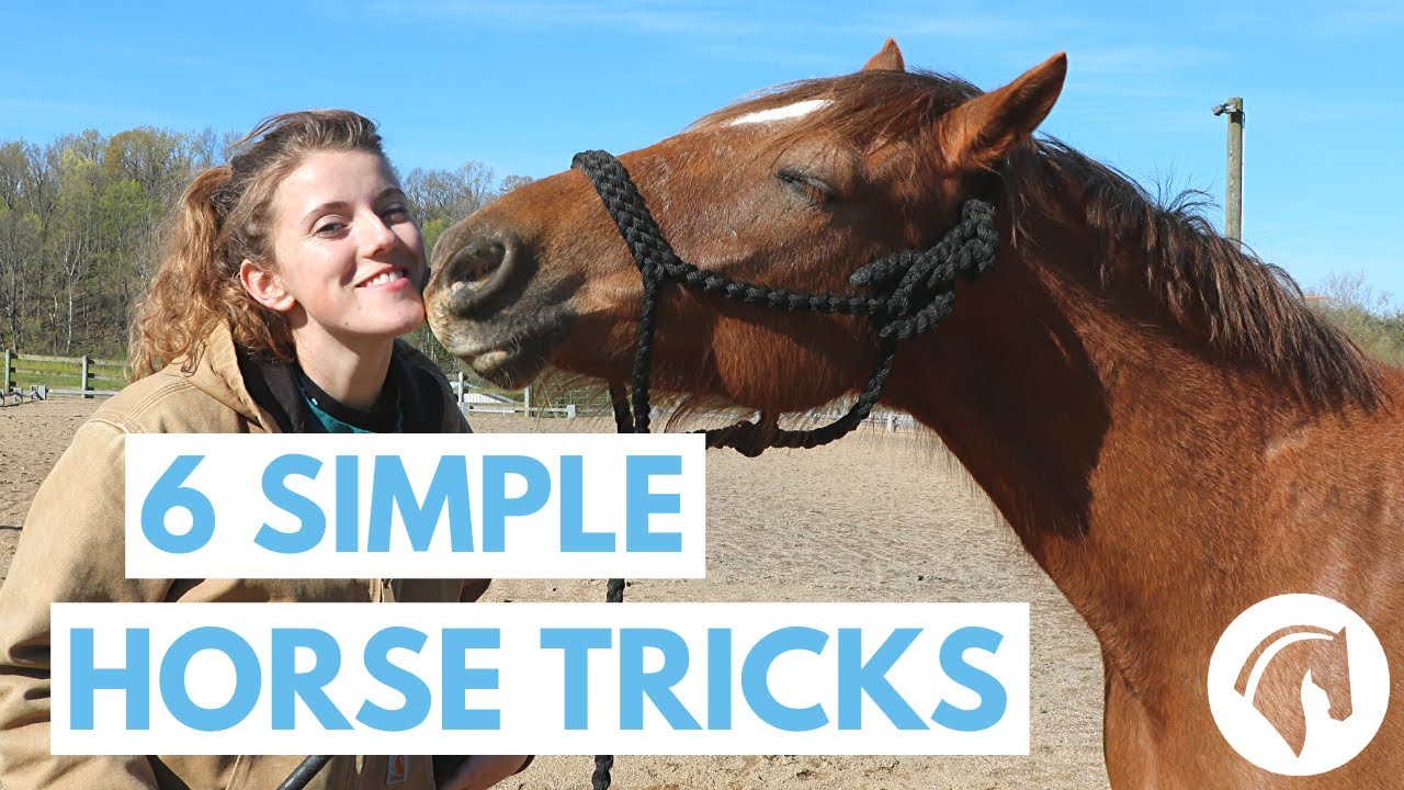 How to Train Fillies Horses: Easy Beginner Tips for Success!