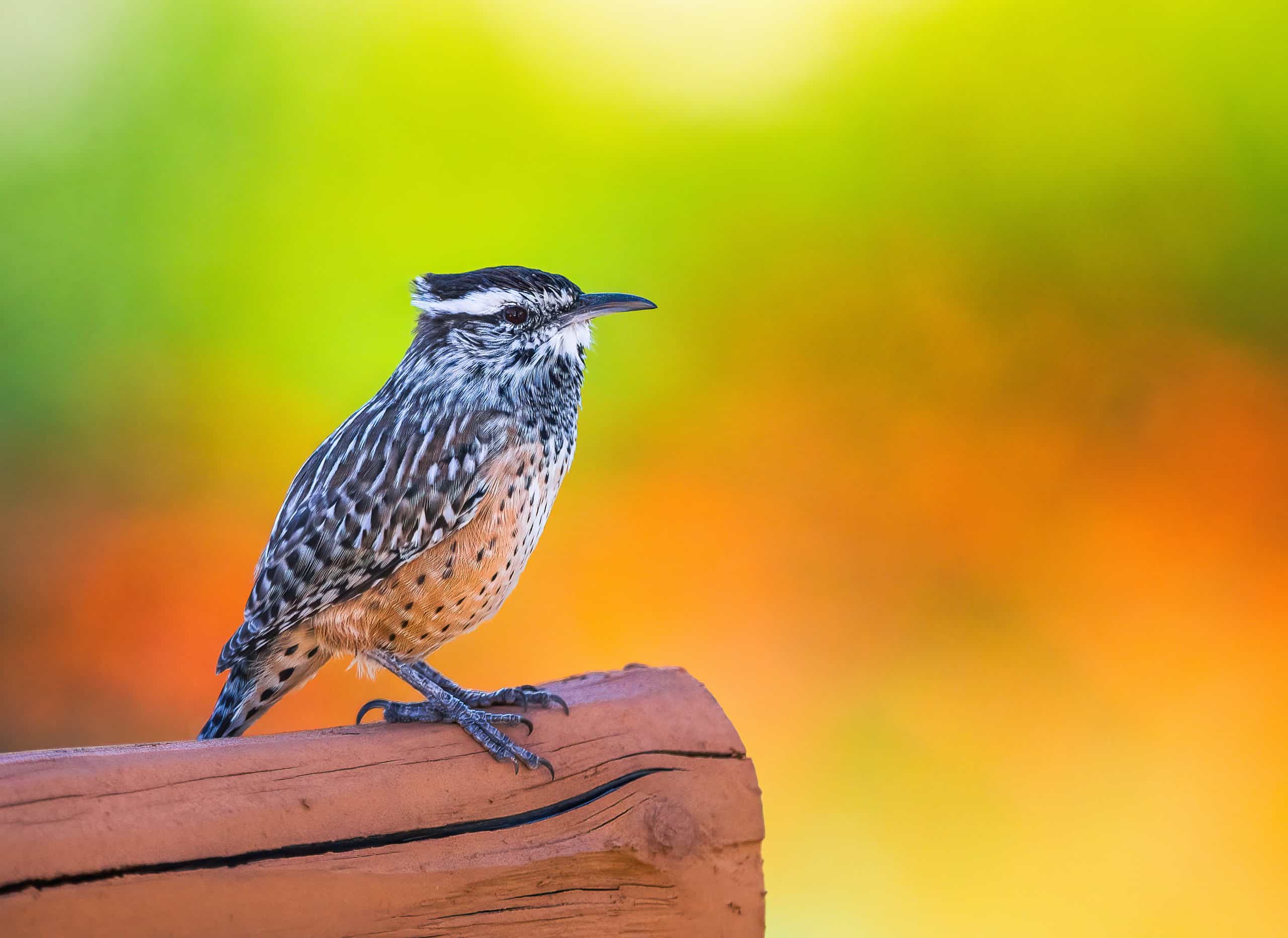 Cactus Wren Place Fun Things to Do? Discover Top Activities There!