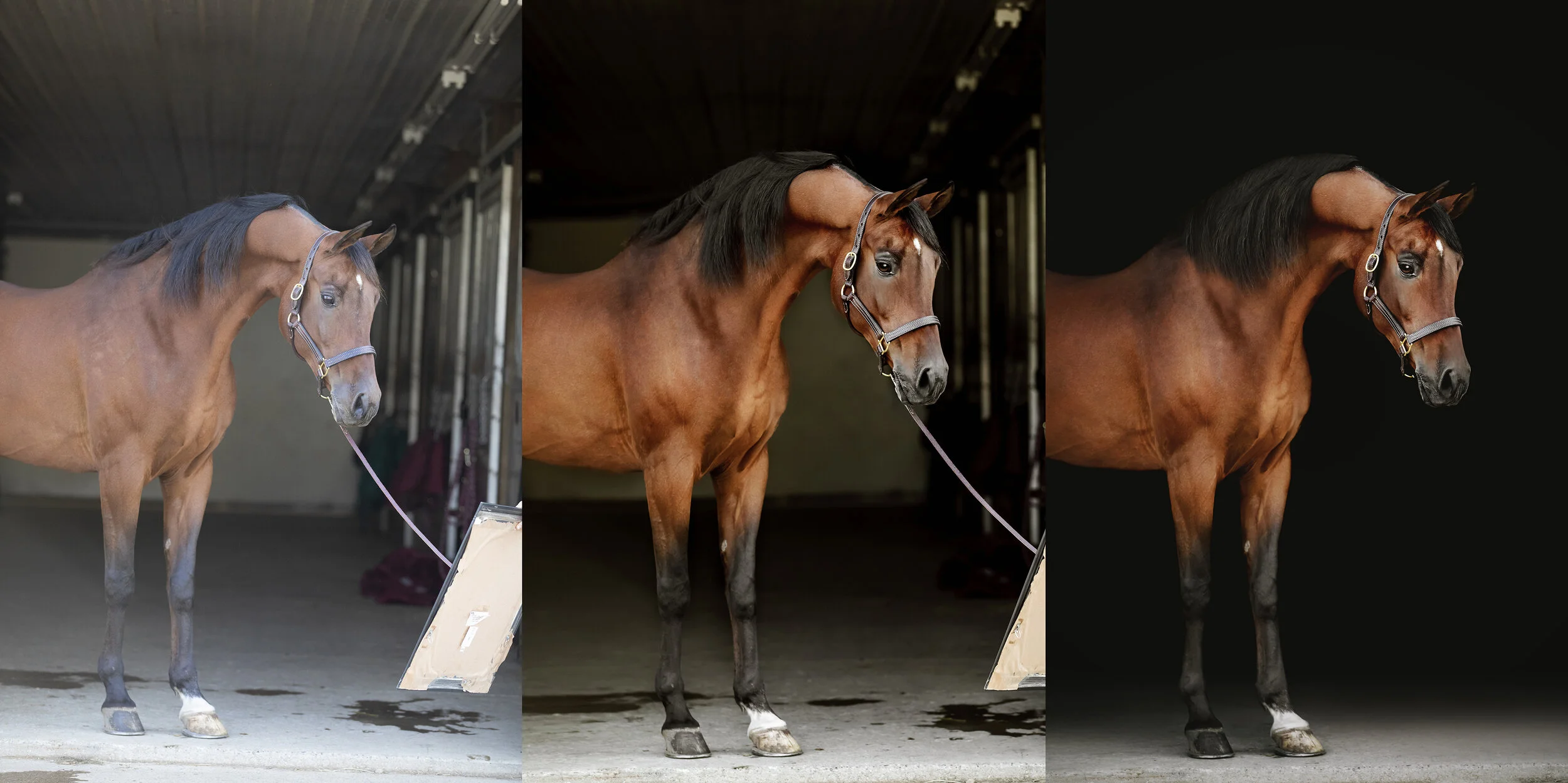 Copper Stallion Photography Effects Show Before After Samples