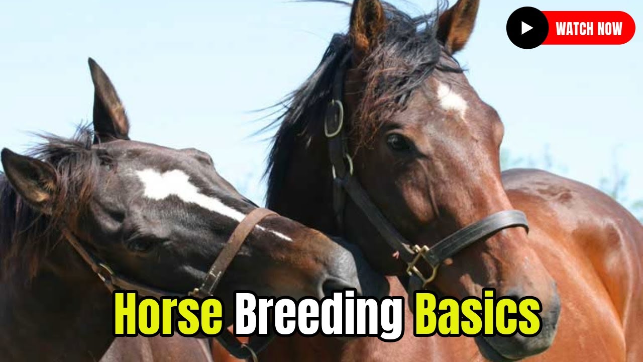 Horses Breeding Live Secrets? Watch Top 5 Easy Methods Now!