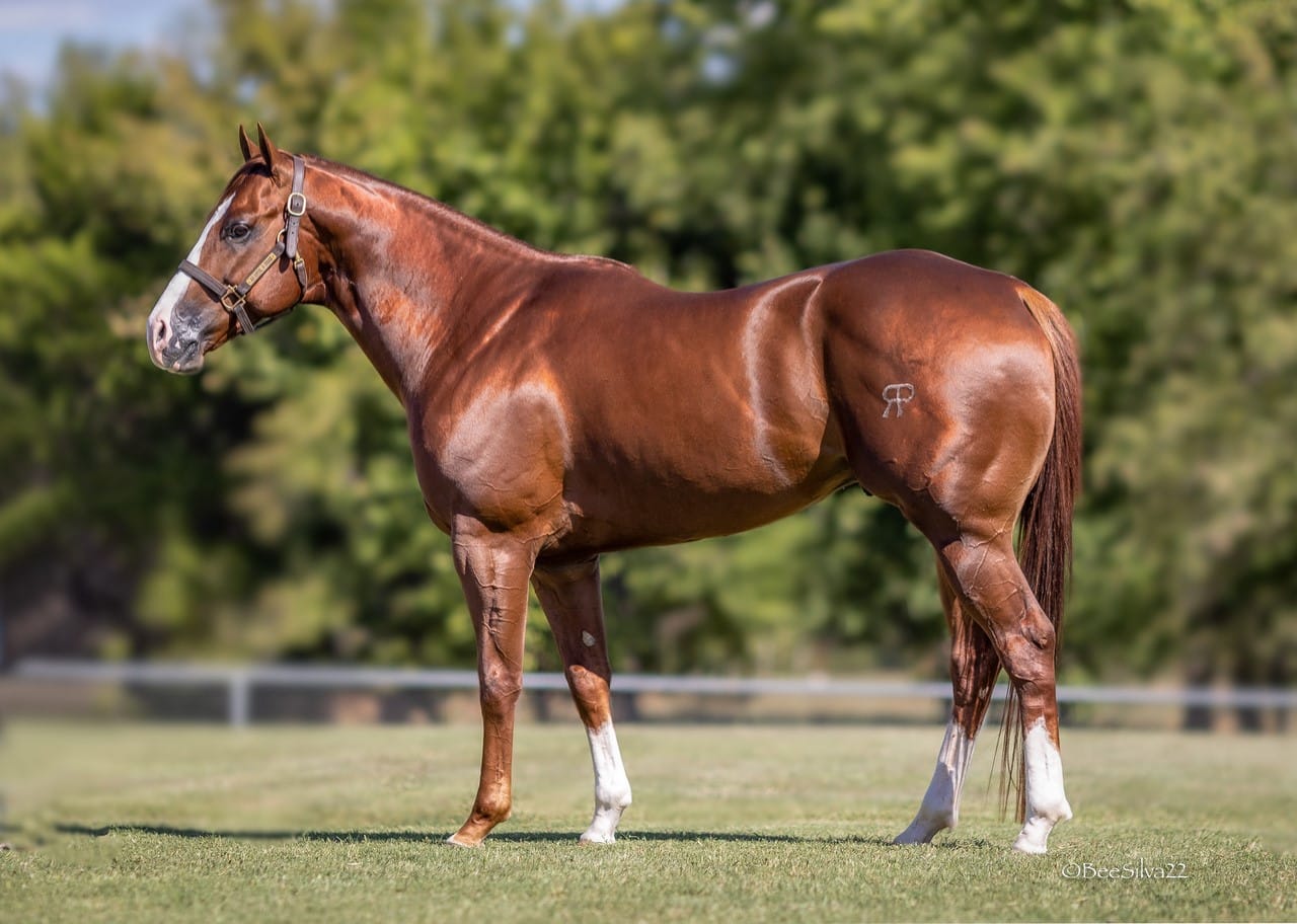 What Is a Thoroughbred Quarter Horse Mix and Why Get One Today