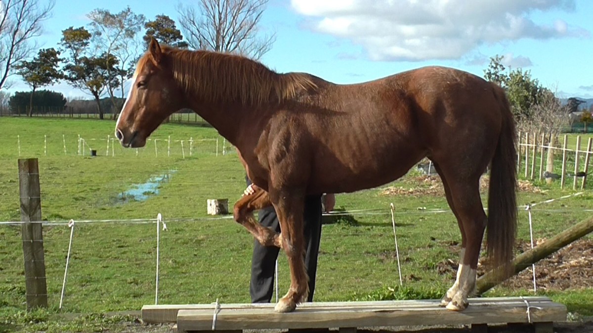 One Horse One Man Success Tips: 3 Easy Steps to Get Started Now