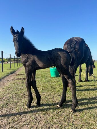 Black Foals for Sale How Much Does a Black Foal Cost
