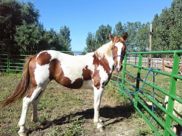 What Is a Thoroughbred Quarter Horse Mix and Why Get One Today